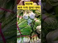 배추가격 얼마 대박이네 폭락 시장 물가 맛집 배추 김치 반찬 김장