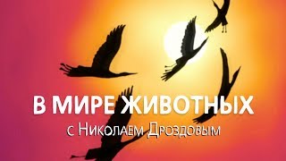 В мире животных с Николаем Дроздовым. Выпуск 3 (2017)