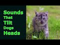 sounds that tilt dogs heads ~ sounds dogs love most