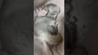 chinchilla is cute just sleeping