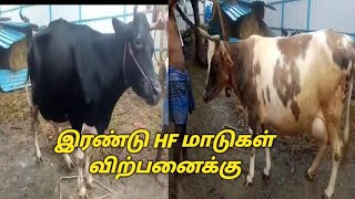 இரண்டு HF மாடுகள் விற்பனைக்கு @SriVenkateshwaraCattleFarms