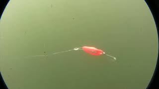 Mack's Lure | UV Magic™ Imperial Spoon | Underwater Action