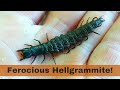 Ferocious hellgrammites!  Everything you need to know about the larva of the Dobsonfly!