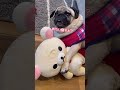 尊 パグ 犬 パグ大好き dog pug 犬のいる生活 尊い