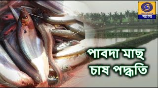 পাবদা মাছ  চাষ পদ্ধতি