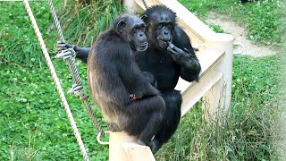 【東山動植物園公式】カズミとチャーリー　《 チンパンジー 》