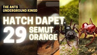 Hatch dapet 29 semut orange - the ants underground kingdom