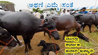 Athani buffalo market | A glimpse into milking buffalo trading