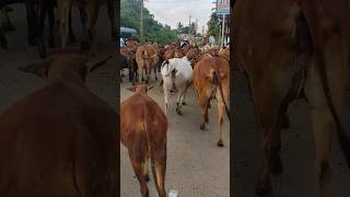 💢💥🤯🐄எங்க கிராமத்துல இவ்வளவு நாட்டு மாடு இருக்கு🐄🐄🥰🤗💥💢#madu #shorts