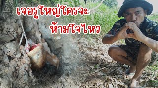 มาหาขุดปูแต่มาเจอรูปลาไหลใหญ่ เจอแบบนี้ใครจะอดใจไหว | ผจญภัยที่บ้านนอก