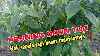 CARA MAKSIMALKAN PEMBUAHAN‼️Manfaat Paling Besar Jika Pruning Daun Tua  Tanaman Cabe