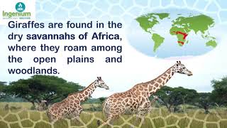 Learn about Giraffe-Augmented Reality (3D) Videos- Ingenium World School