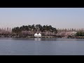 京畿道一山湖水公園櫻花 일산호수공원 벚꽃 1