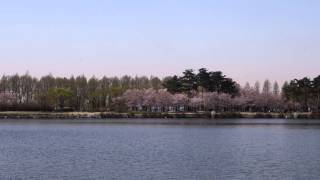 京畿道一山湖水公園櫻花 일산호수공원 벚꽃 1