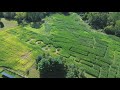 Northwest Ohio farm debuts Taylor Swift themed corn maze