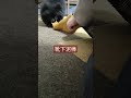 【犬動画】全体重かけてくる靴下泥棒　 shorts