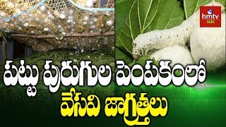 పట్టు పురుగుల పెంపకంలో వేసవి జాగ్రత్తలు | Mulberry Cultivation | hmtv Agri