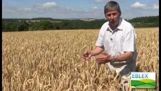 When to harvest wheat for crimping