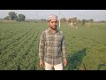 हरभरा पिकात सॉईल मल्टिप्लायर चा वापर soilmultiplier organicfarming chana harbhara multiplier