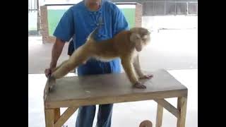 Monkey Training