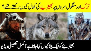 Why Turks & Mongols Love Wolf? || Amazing Facts About Wolvies Life || Urdu/Hindi Documentary