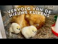 Nieuwe zijdehoen kuikens : deel 2