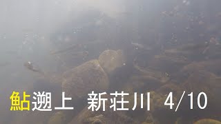 [鮎youtube] 濁りのため鮎魚影見てImageお願いします 新荘川 2021/4/10