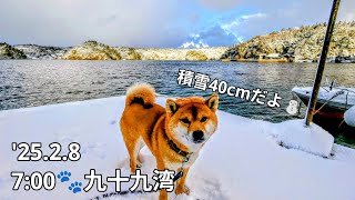 【能登】'25.2.8 7:00 大雪の九十九湾キャンプ場周辺を歩く柴犬たろーとの散歩風景🐾 99bay Shiba Inu Taro's Walk