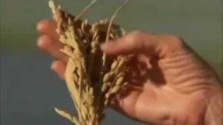 Northern California Rice Farm - America's Heartland