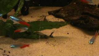 Diamond Head Neon Tetra (Paracheridon innesi diamant) for sale at Tyne Valley Aquatics