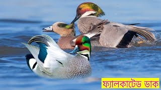 ফ্যালকাটেড ডাক | Falcated Duck