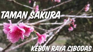 Taman Sakura Kebun Raya Cibodas : Hanami ala Jepang Murah-Meriah, Tapi Sakura Beda Lho Dengan Meihwa