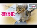 【生後47~49日目】確信犯と保護からの成長の記録【保護子猫】