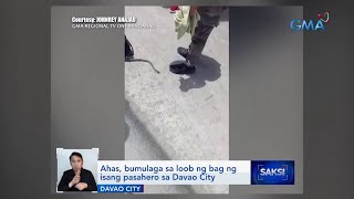 Ahas, bumulaga sa loob ng bag ng isang pasahero sa Davao City | Saksi