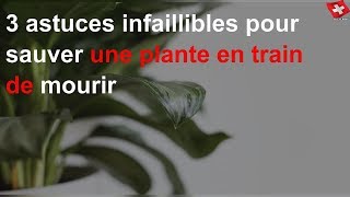 3 astuces infaillibles pour sauver une plante en train de mourir