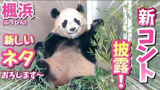 【パンダアイドル楓浜】どこだ？どこだ？探し回るふうひん🐼新しい笑いを提供してくれたわ（笑）