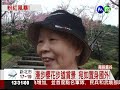 比日本還美 南投鹿谷櫻花盛開