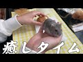 puipuiモルカーとハムスターを会わせてみたら…【ぷいぷい】