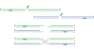 Translocation formation