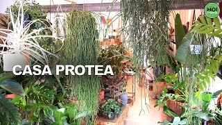CASA PROTEA una tienda muy especial!