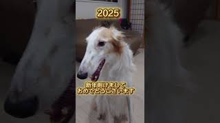 2025　はるぽん新年のご挨拶🎍#shorts