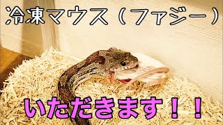 【癒し　ANIMAL】閲覧注意‼︎コーンスネーク＝にょろべぇ（ヘビ）のお食事シーン（マウスを喰らう）Corn snake