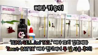 [아쿠아라이프] 베타 키우기 | 물생활 약품 리뷰 | 'SUMA GILlL And TAIL’ 베타 꼬리 강화제와 ‘Smart-BATTA’ 베타 컨디셔너 두 달 사용 후기!