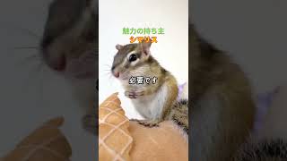 魅力の持ち主、シマリス