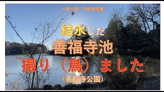 結氷した善福寺池撮り（鳥）ました