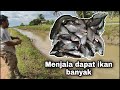 Menjala ikan di sawah padi, Tobiar kedah [ Ikan Lampam jawa ] Port baik punya |Rasia|