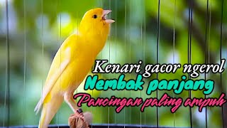 Canary Singing Training, Kenari Gacor Ngerol Panjang, Pancingan Kenari Macet, Masteran Kenari Paud