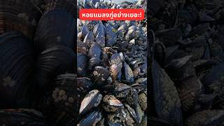 Mussels Galore! | หอยแมลงภู่อย่างเยอะ!