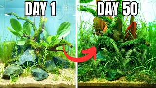 I MADE A NATURAL JUNGLE AQUARIUM FOR RARE TETRAS!