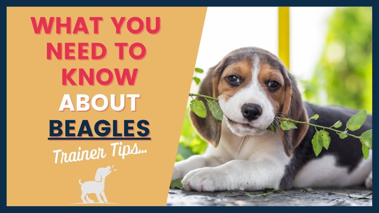 Puppy Breeds Pros And Cons Of The Beagle - YouTube